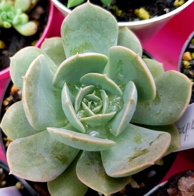 Echeveria Runyoni