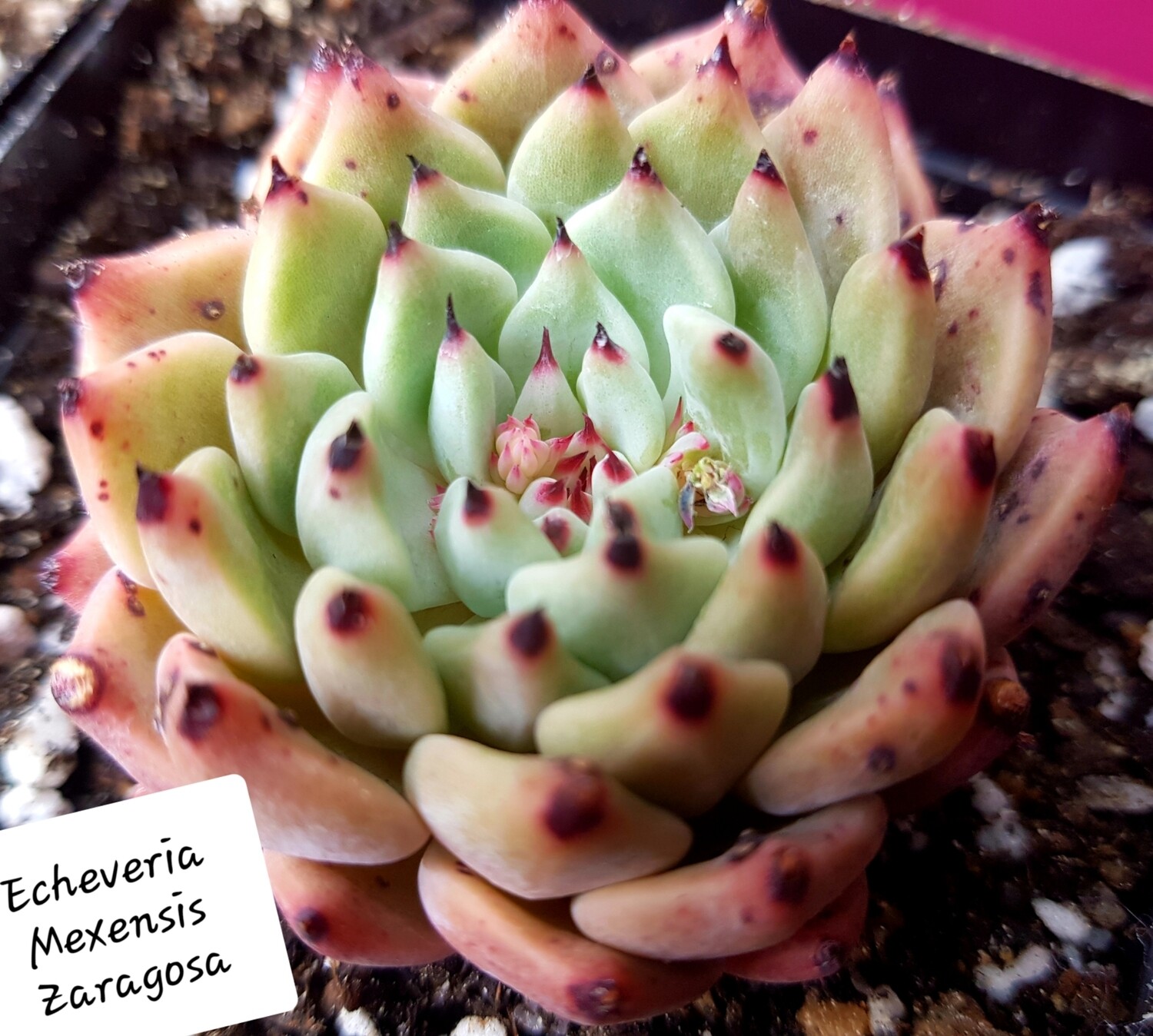 Echeveria Mexensis Zaragoza
