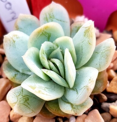 Echeveria Berry