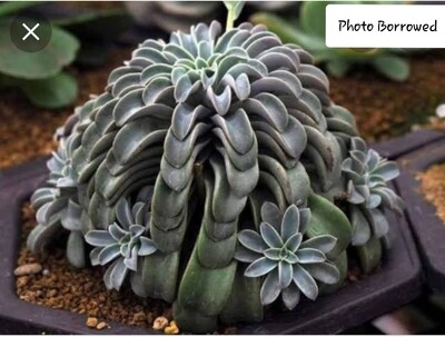 Echeveria Fantastic Fountain