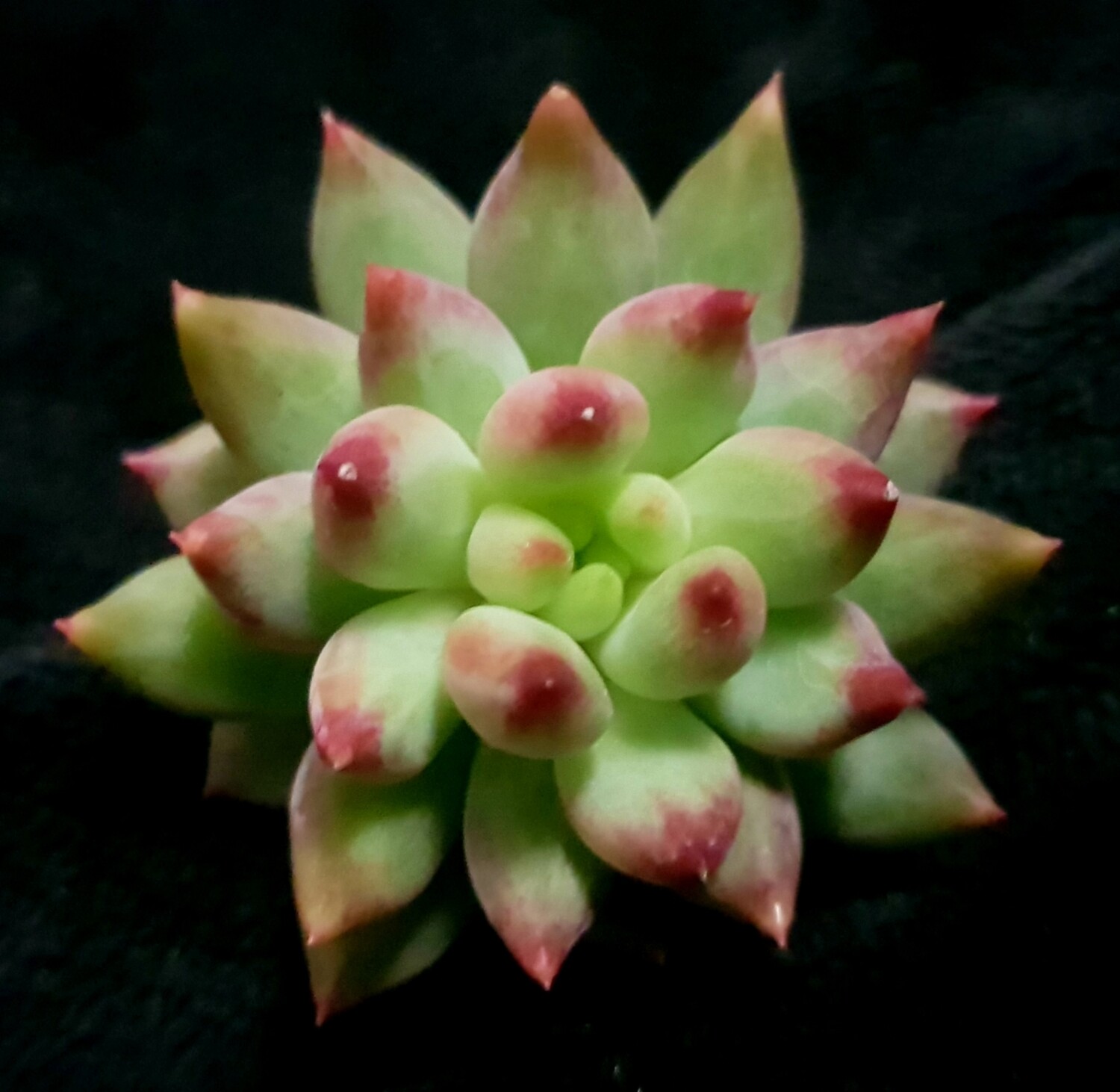 Echeveria Yeonji
