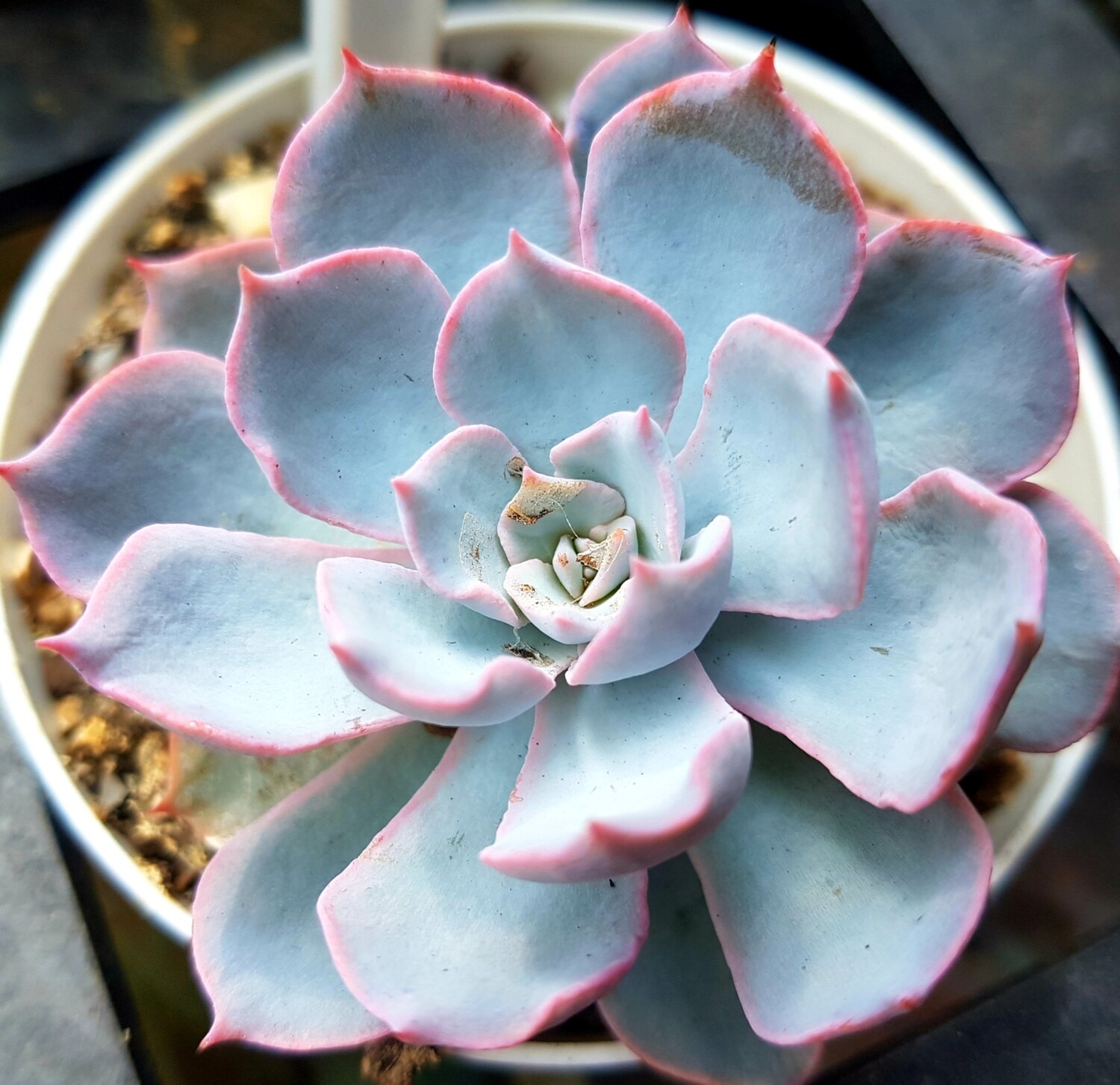 Echeveria Desmentiana