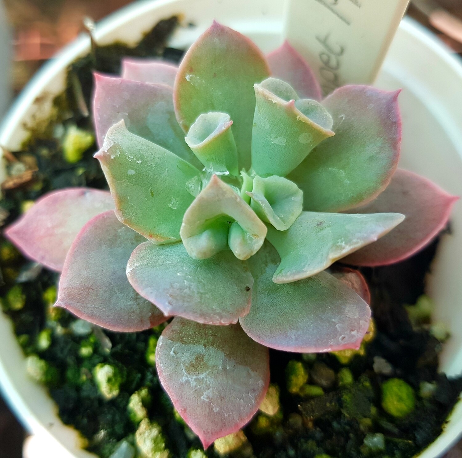 Echeveria Trumpet 'Pinky' Echeveria Trumpet 'Pinky'