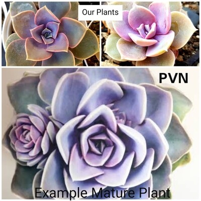 Echeveria PVN Echeveria PVN