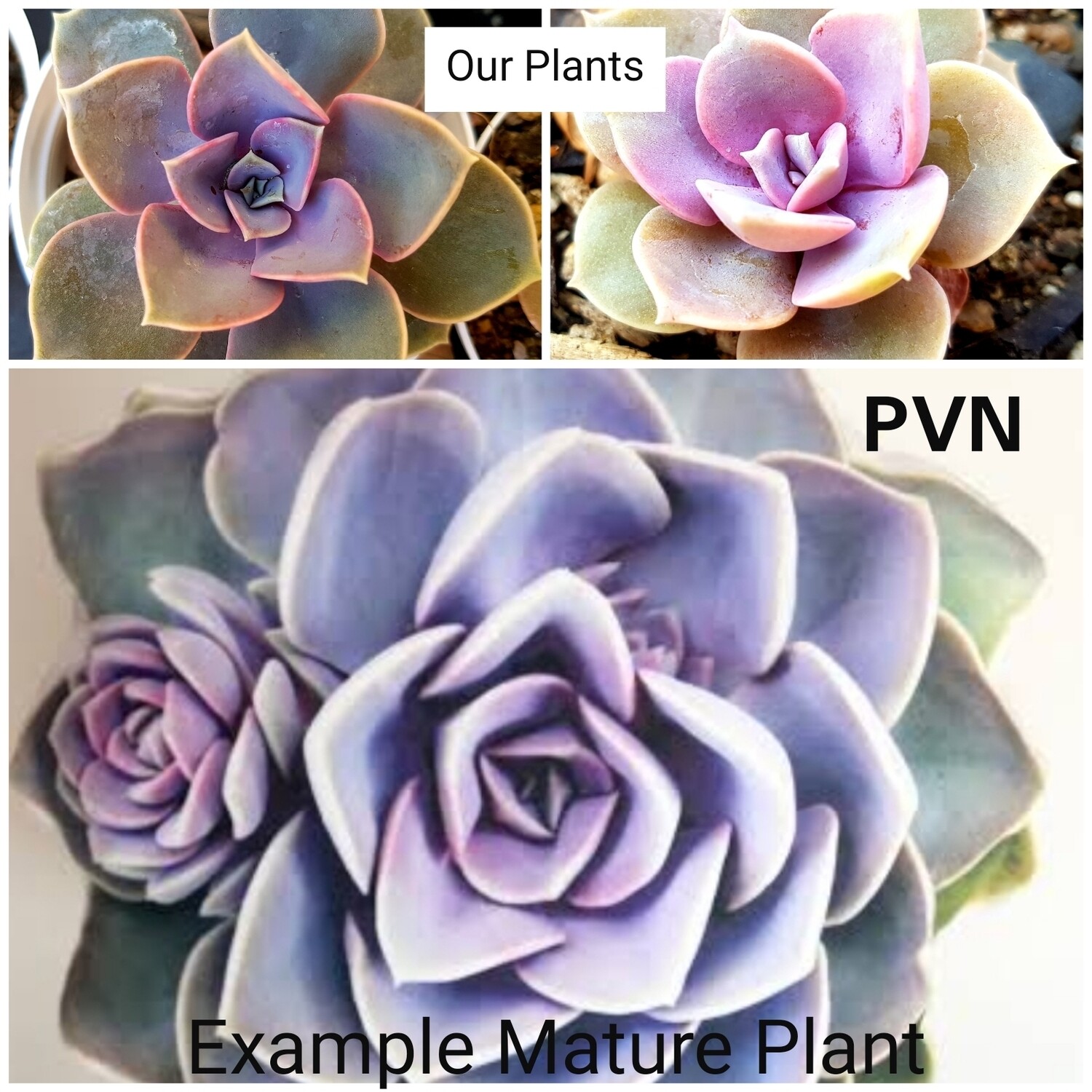 Echeveria PVN Echeveria PVN