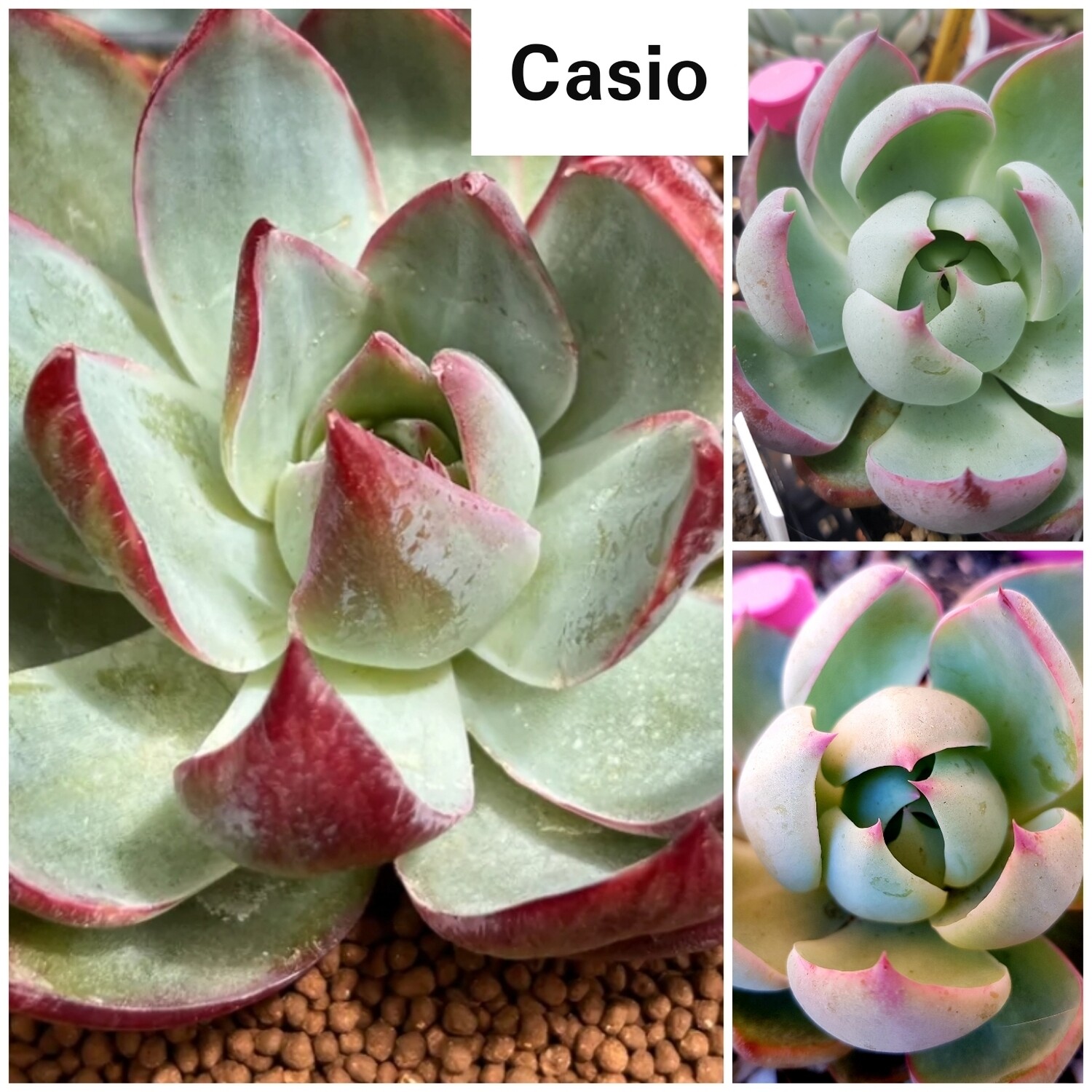 Echeveria Casio