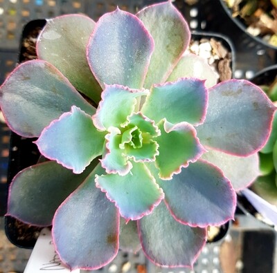 Echeveria Neon Breaker
