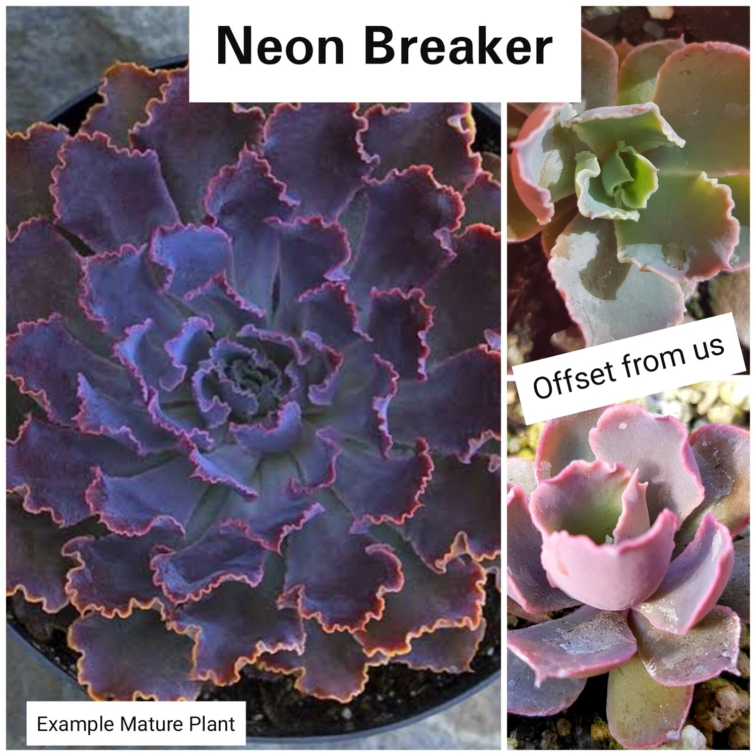 Echeveria Neon Breaker Echeveria Neon Breaker
