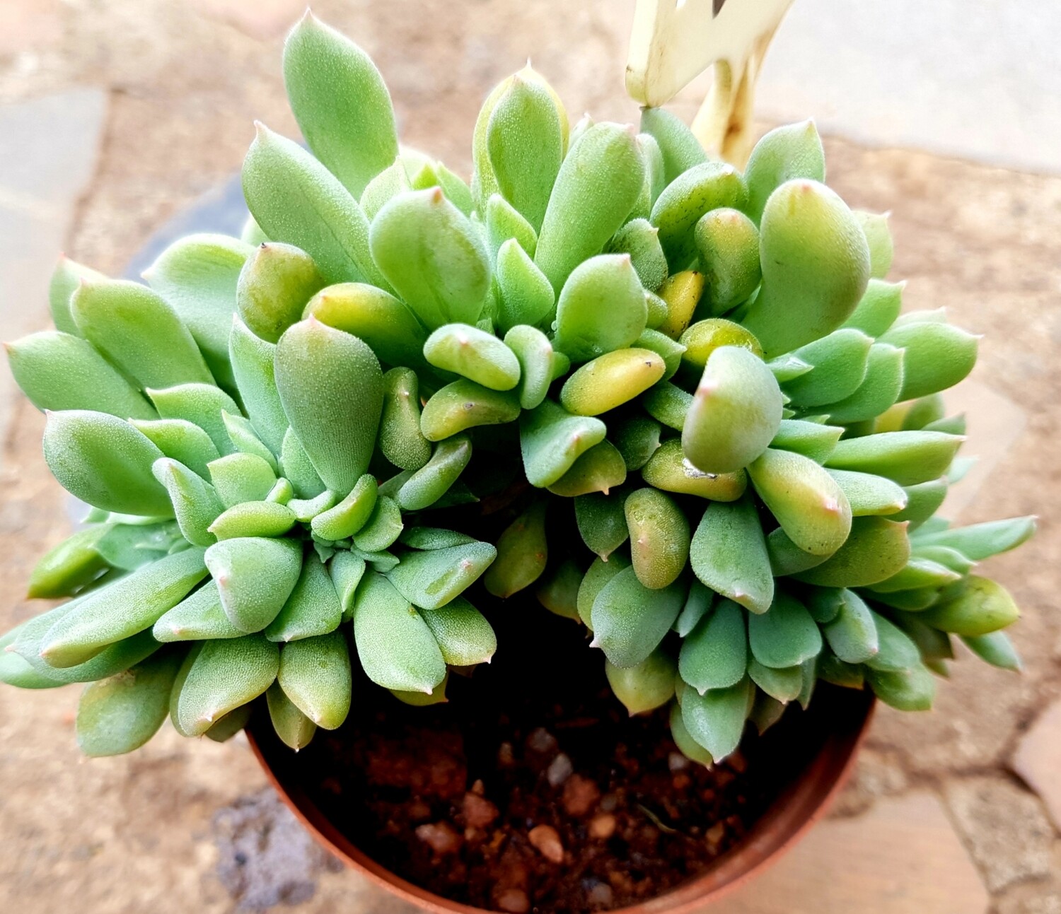 Echeveria Crest