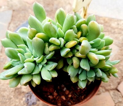Echeveria Crest