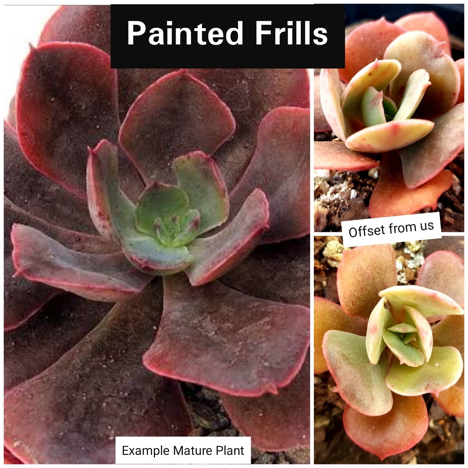 Echeveria Painted Frills Small