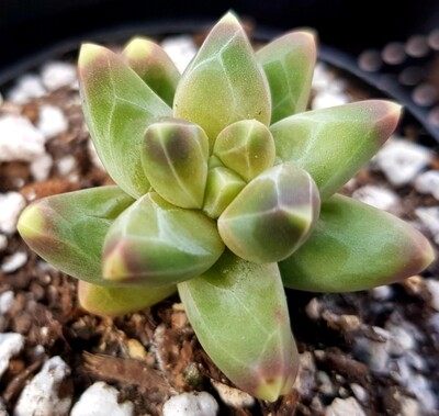 Pachyphytum Compacta Small {Little Jewel}