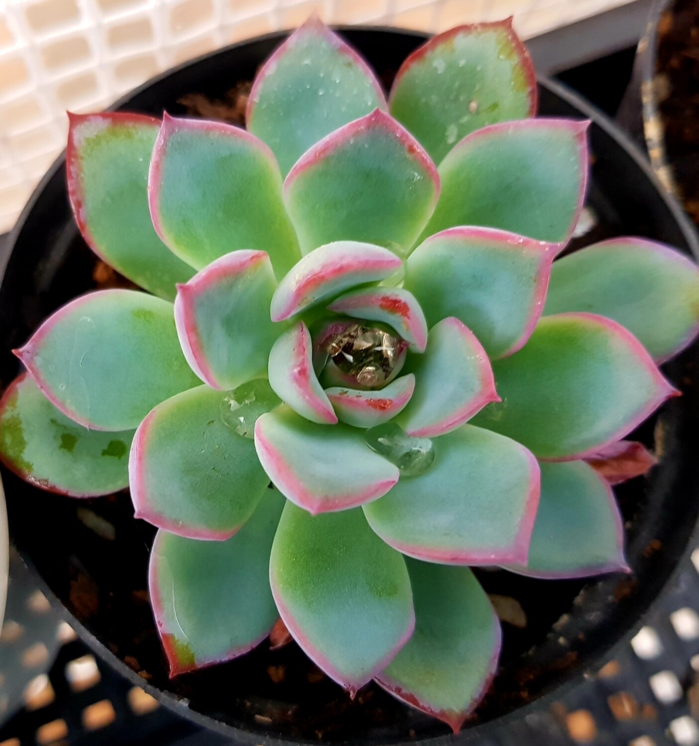 Echeveria Tippy Echeveria Tippy
