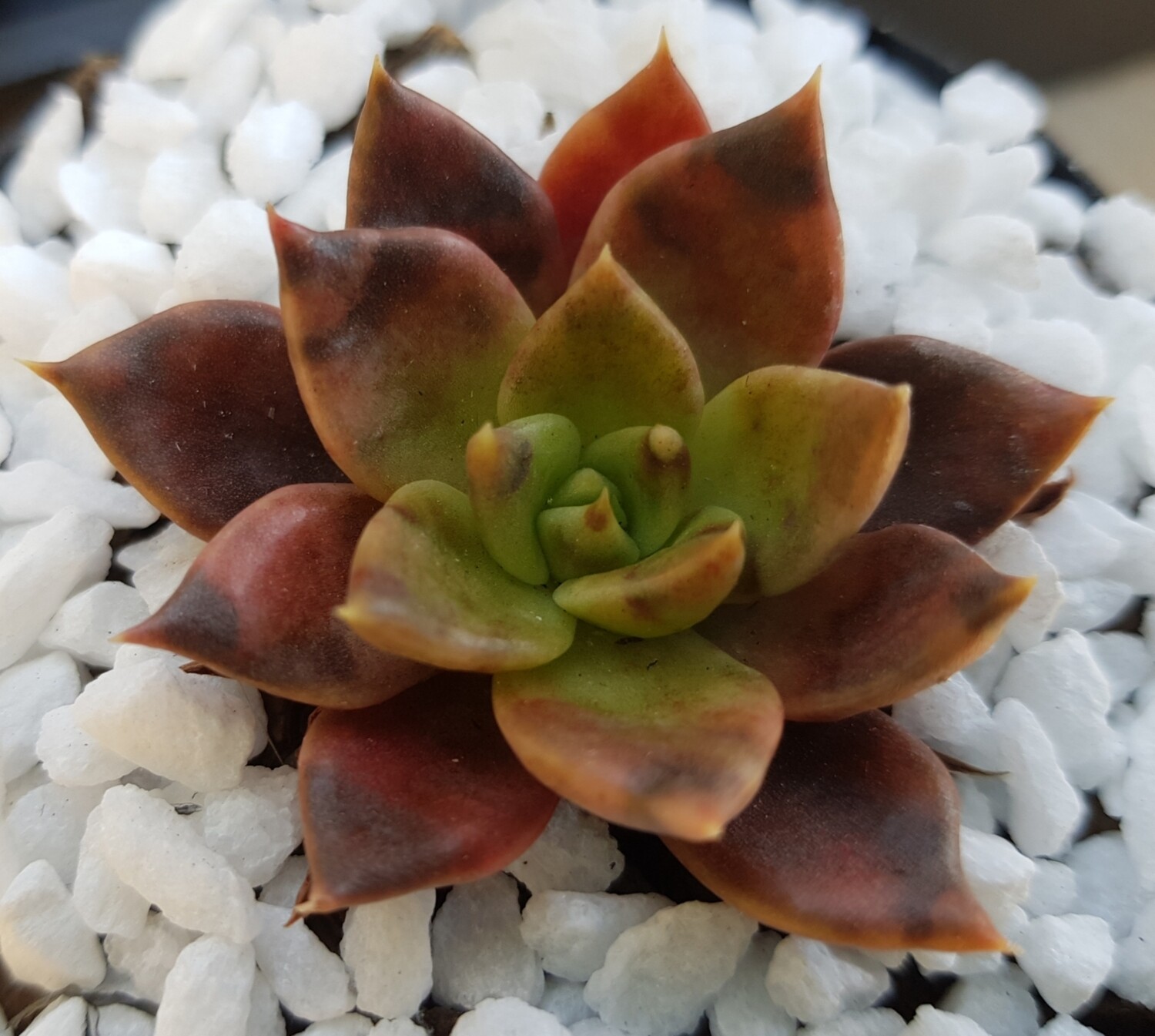 Echeveria Brown/Orange Hybrid