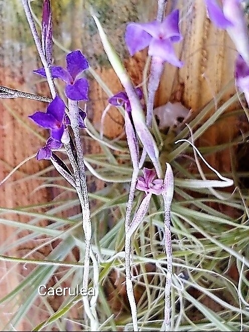 Tillandsia Mallemontii