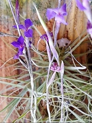 Tillandsia Mallemontii