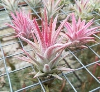 Tillandsia Ionantha van hyningii