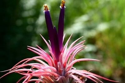 Tillandsia Ionantha Fuego