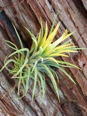 Tillandsia Ionantha Albino