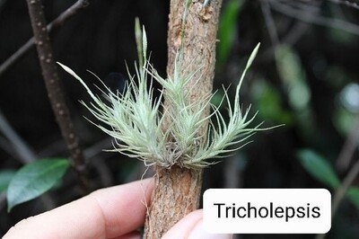 Tillandsia Tricholepsis