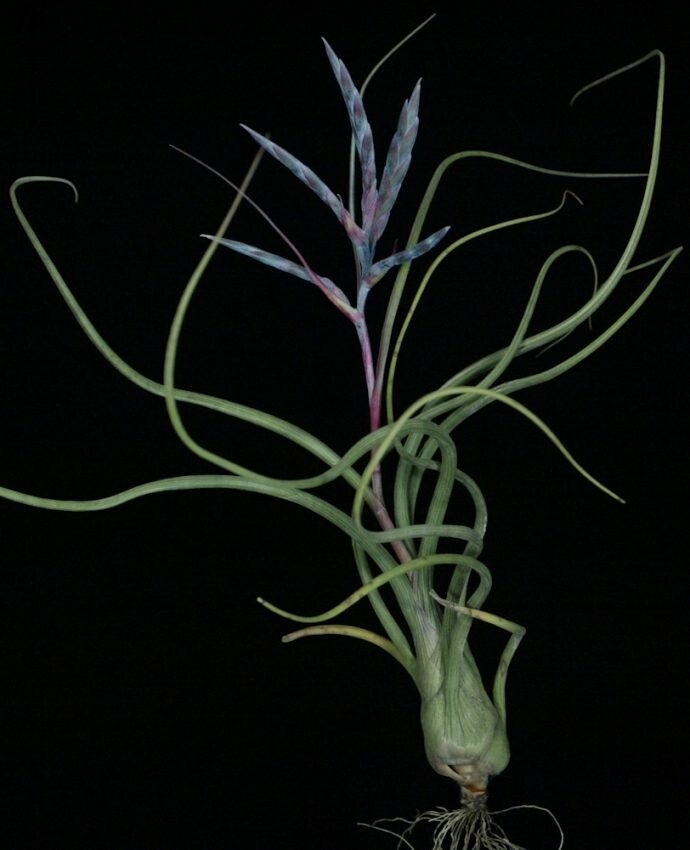 Tillandsia Pseudobaileyi