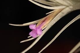 Tillandsia Markusii