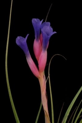 Tillandsia Tenuifolia blue flower