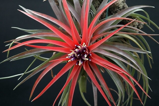 Tillandsia Velutina