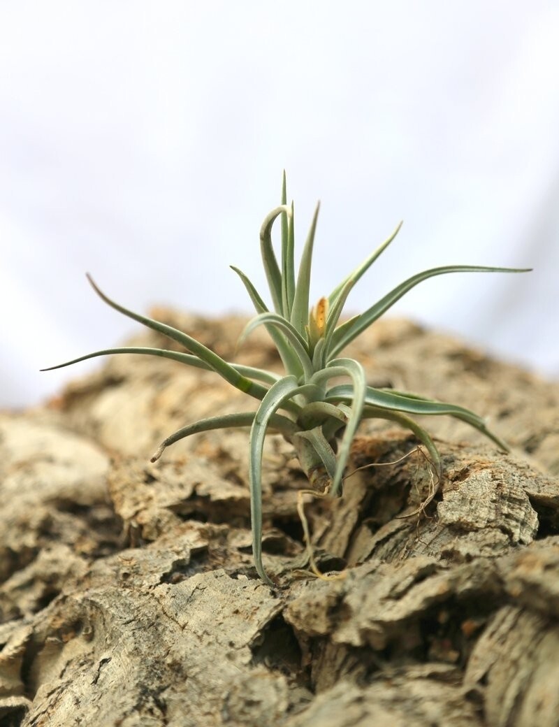 Tillandsia Xiphoides