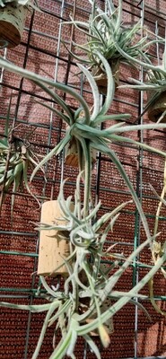 Tillandsia Crocata