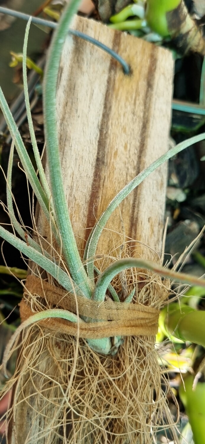 Tillandsia Baileyi