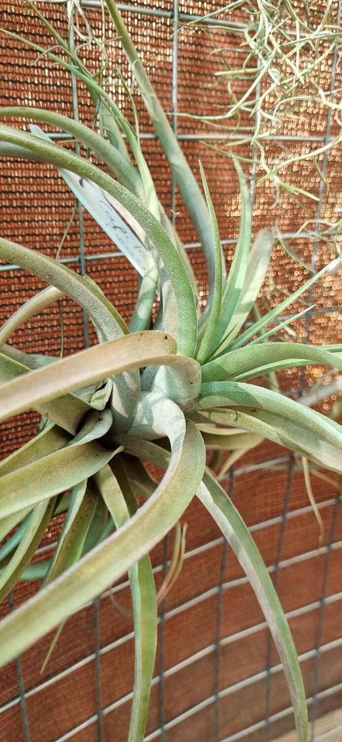 Tillandsia Capitata Peach