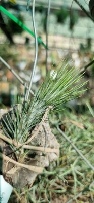 Tillandsia Funkiana