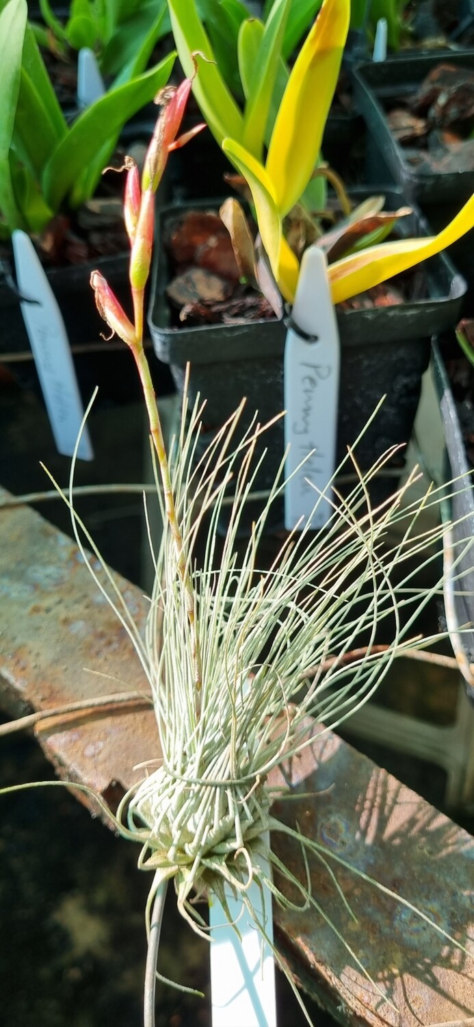 Tillandsia Fuchsii