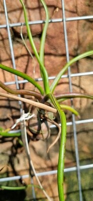 Tillandsia Bulbosa
