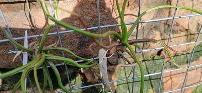 Tillandsia Bulbosa