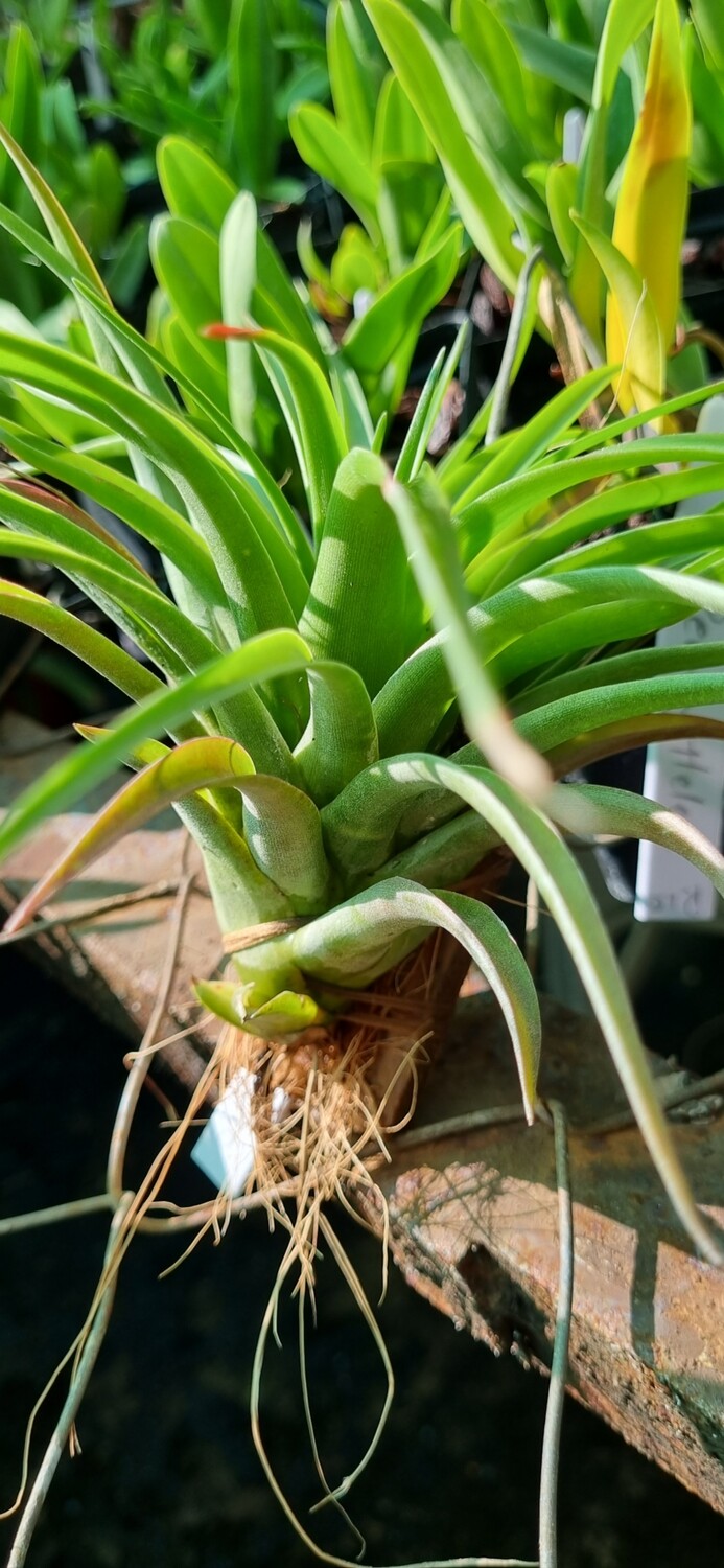 Tillandsia Brachicaulus Multiflora