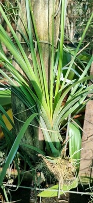 Tillandsia Fasciculata