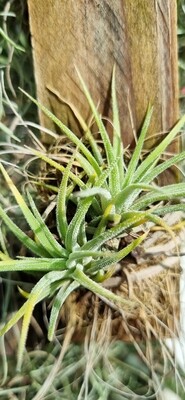 Tillandsia Ionantha Albino