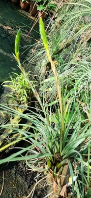 Tillandsia Fasciculata