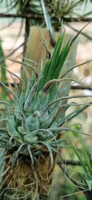 Tillandsia Ionantha tall velvet