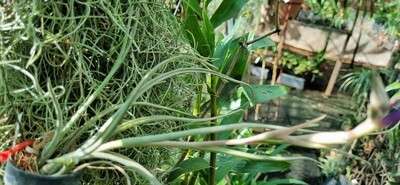Tillandsia Mayosura