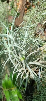 Tillandsia Paleacea