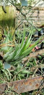 Tillandsia Ionantha scaposa