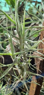 Tillandsia Paleacea