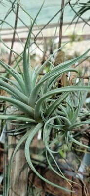 Tillandsia Ixoides