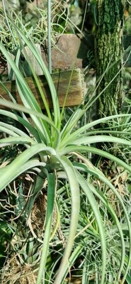 Tillandsia Harrisii