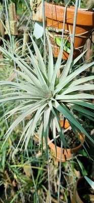 Tillandsia Feather duster