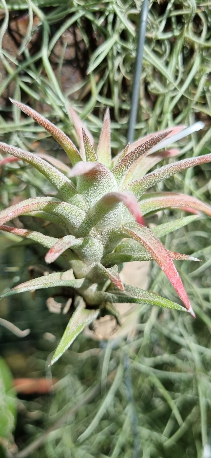 Tillandsia Ionantha van hyningii Tillandsia Ionantha van hyningii