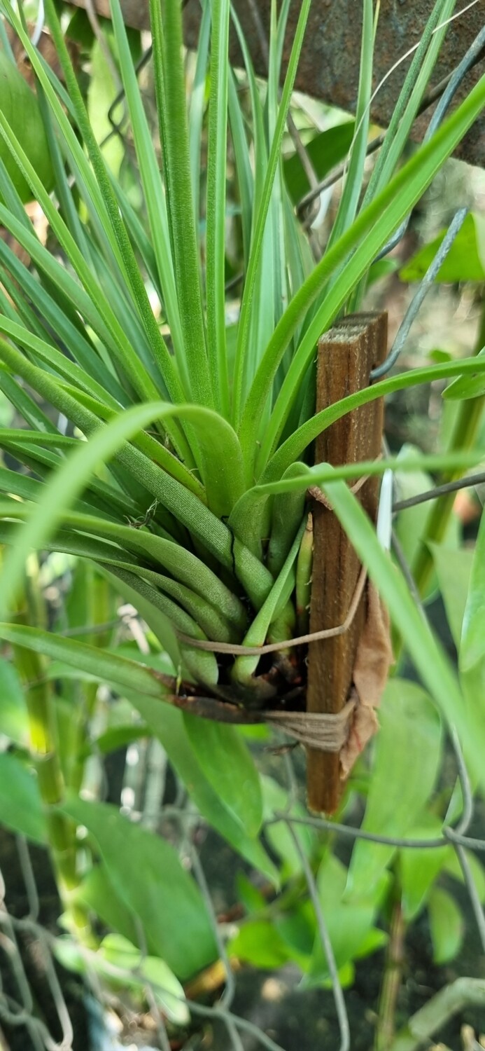Tillandsia Melanocrater tricolor